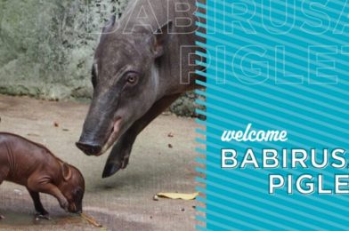 PHOTOS: Disney’s Animal Kingdom Welcomes Kirana, a Newborn Babirusa Piglet