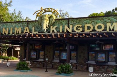 NEWS! Here’s the FULL LIST of Attractions That Will Be Reopening at Animal Kingdom in Disney World!