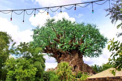 Disney Park Pass Reservations Currently Unavailable on July 14 for Disney’s Animal Kingdom