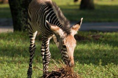 #DisneyMagicMoments: Meet Phoenix, the Zebra Foal Born at Disney’s Animal Kingdom Lodge