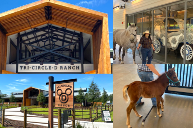 PHOTOS, VIDEO: A Tradition is Reborn as the New Tri-Circle-D Ranch Opens at Disney’s Fort Wilderness Resort & Campground