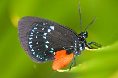 Buzzing About Pollinators During National Pollinator Week