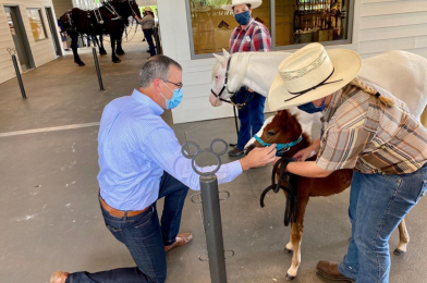 First Baby Foal Born at Brand New Tri-Circle-D Ranch