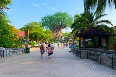 PHOTOS: Here’s What Crowds Look Like in Animal Kingdom in Disney World on Reopening Day!