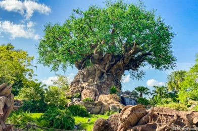 Here’s What the Wait Times are Like on Reopening Day at Animal Kingdom!