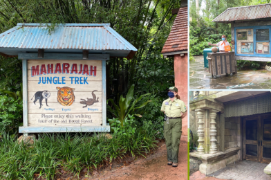 PHOTOS: Maharaja Jungle Trek at Disney’s Animal Kingdom Walk-Through Reopens with Social Distancing Markers and No Animal Spotting Guides