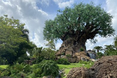 PHOTO REPORT: Disney’s Animal Kingdom 7/10/20 (Annual Passholder Preview Day, First Look at New Social Distancing Standards, and Baby Flamingos)