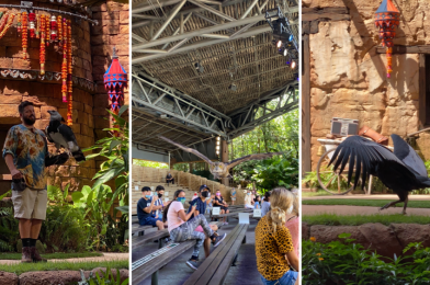 PHOTOS, VIDEO: New Socially Distanced Bird Show “Feathered Friends in Flight” Soars Into Disney’s Animal Kingdom