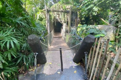 PHOTOS: Broken Rope Bridge Now Closed Off in The Oasis Exhibits at Disney’s Animal Kingdom