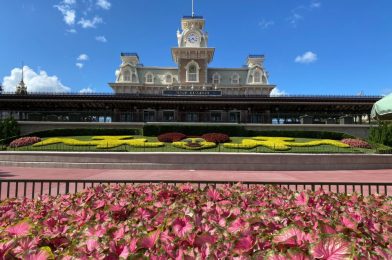 $18 Million Lawsuit Filed on Behalf of Guest Arrested in CBD Oil Incident at the Magic Kingdom