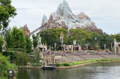 What’s New at Animal Kingdom: Clorox Wipes, Leopard Print Loungeflys, and a New Baby Animal!