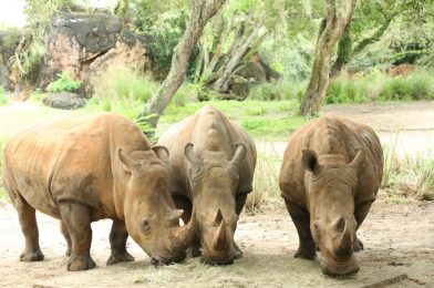 World Rhino Day Brings Big News for Disney’s Animal Kingdom