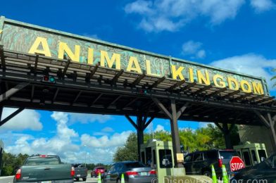 What’s New At Disney’s Animal Kingdom: The Coolest Halloween Decor, A Dug Mug, and Sweet Gear For Baby!