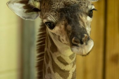 “Magic of Disney’s Animal Kingdom” Premiere Day Sees Special Giraffe Delivery