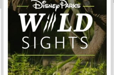 Meet the Residents of Disney’s Animal Kingdom in New ‘Disney Parks Wild Sights’ Video Series