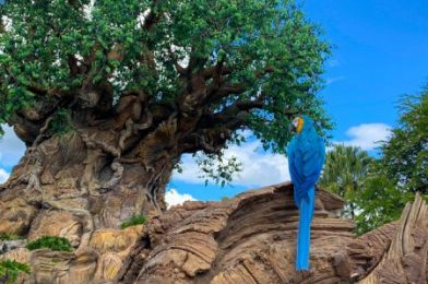 What’s New in Animal Kingdom: Frozen Matcha Returns, New Starbucks Merch, and a Surprisingly Long Line!