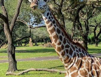 Cuteness Alert! A Baby Giraffe and Baby Aardvark Were Born in Disney World!