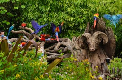 Tips for Watching the Winged Encounters Mini-Show at Animal Kingdom