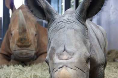 #DisneyMagicMoments: It’s the Circle of Life as a Rhino Gives Birth at Disney’s Animal Kingdom