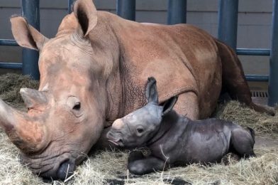 PHOTOS: Baby White Rhino Born at Disney’s Animal Kingdom