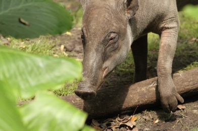 ‘Magic of Disney’s Animal Kingdom’ Tells Stories of Heartwarming ‘Firsts’