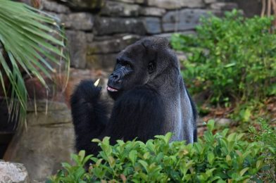 New Episode of Magic of Disney’s Animal Kingdom’ Shows Animal Care in Action