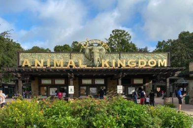 PHOTOS and VIDEO: It’s Beginning To Look a Lot Like Christmas at Disney’s Animal Kingdom!