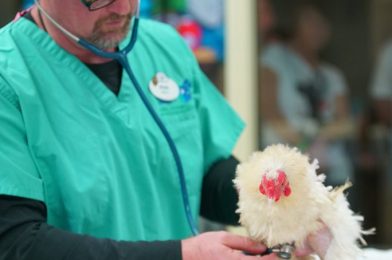 ‘Magic of Disney’s Animal Kingdom’ Showcases Animal Care Team Springing into Action