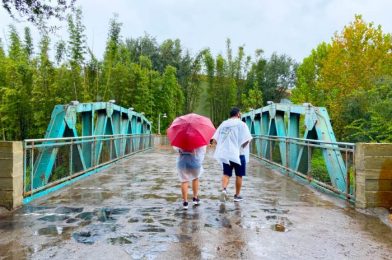 15 Rainy Day Photos and Videos From Disney World