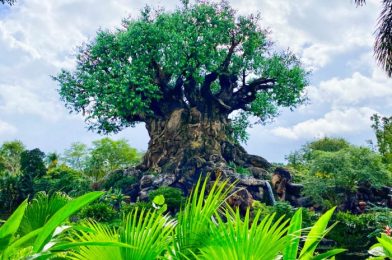 Pics! The Affection Section Petting Zoo Has Officially Re-Opened in Disney’s Animal Kingdom!