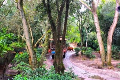 What’s New at Animal Kingdom: 2021 Merch, A Remy Pin, and A NEW Kilimanjaro Safaris Queue Video!