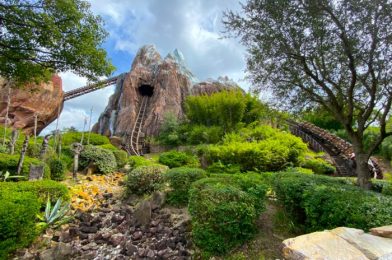 What’s New at Animal Kingdom: Holiday Decorations, Festive Drinks, AND NEW Character Flotillas!