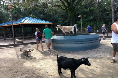 Affection Section Has Reopened at Animal Kingdom, But Should You Visit?