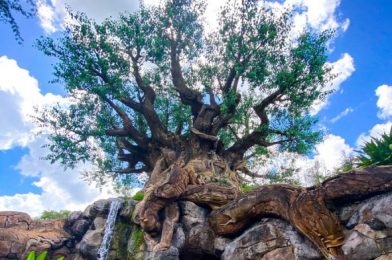 Confirmed! Disney World’s Petting Zoo Will Be Reopening This Weekend!