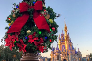 PHOTOS – Holiday Decorations and Christmas Tree Arrive at Magic Kingdom