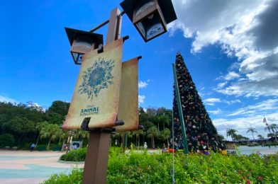 What’s New at Disney’s Animal Kingdom and Animal Kingdom Lodge: Construction, Muffins, and More!