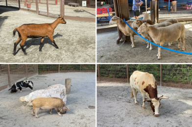 PHOTOS: Affection Section at Rafiki’s Planet Watch Reopens for Goat Petting and Animal Interactions at Disney’s Animal Kingdom