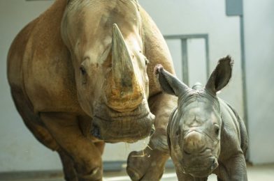 #DisneyMagicMoments: Special Delivery – Disney’s Animal Kingdom Offers First Look at Baby Rhino