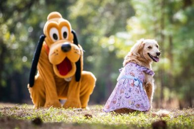 🐱 A HUGE New Disney Collection Will Let Us MATCH With Our Pets Soon! 🐶