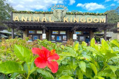 What’s New at Animal Kingdom: Flight of Passage Loading EVERY Bike and Large Crowds