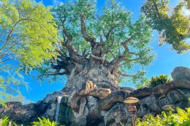 What’s New at Disney’s Animal Kingdom and Animal Kingdom Lodge: Surprisingly Small Crowds and 2020 Merchandise Sales!