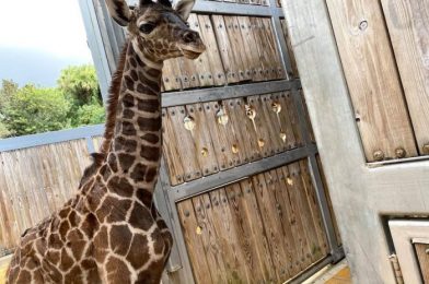 PHOTOS: You Can Now See Two Baby Giraffes At Disney’s Animal Kingdom!