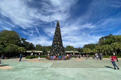 PHOTOS – Disney’s Animal Kingdom on a Chilly December Day