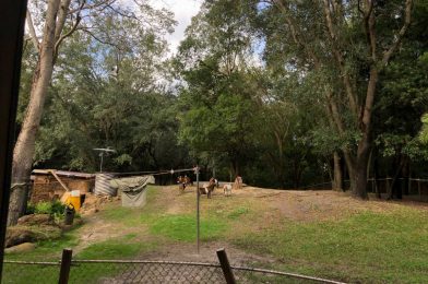 PHOTOS – Kilimanjaro Safaris Gets Goats