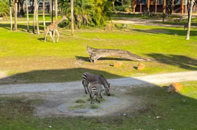 What’s New at Disney’s Animal Kingdom Lodge: The Mara Reopens and a Holiday Sale!