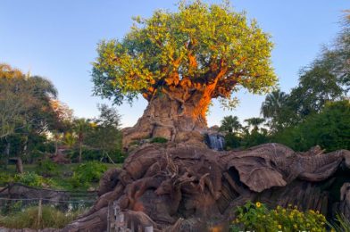 What’s New At Disney’s Animal Kingdom: A New Super Zoom Shot and a Seasonal Dessert is BACK!