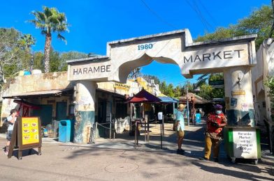 Review! This Salad Serves Up Unexpected Mediterranean Flavors in Disney’s Animal Kingdom