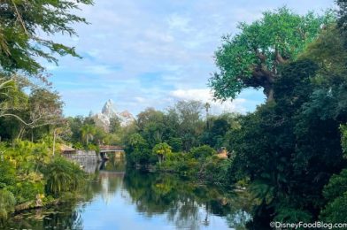 What’s New at Animal Kingdom: Animal Sightings, Simba Pretzels, and New Construction!