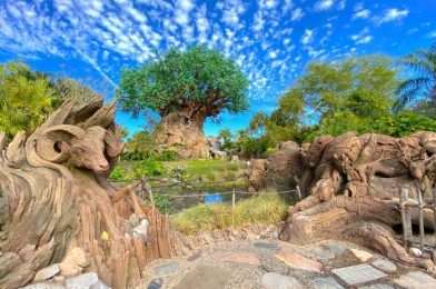 What’s New at Disney’s Animal Kingdom: RIDICULOUSLY LOW Crowds and Llama Merch!