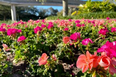 PHOTOS – EPCOT Is Lovely on a Golden Afternoon